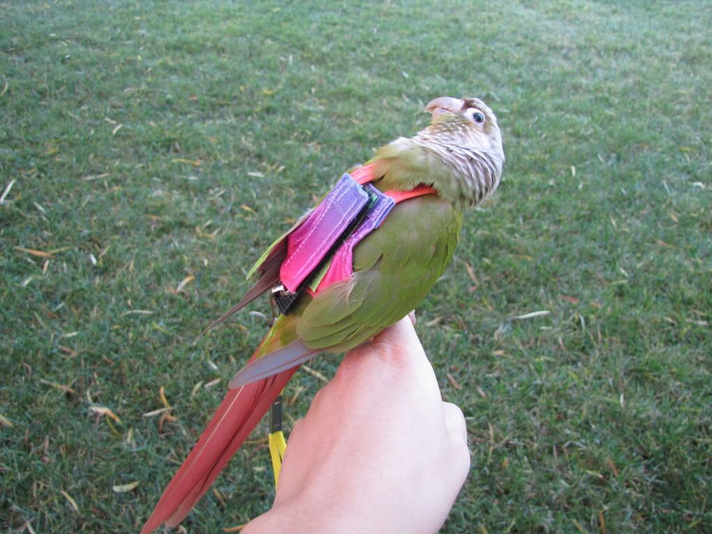 Outside Flight Suit Time Avian Avenue Parrot Forum